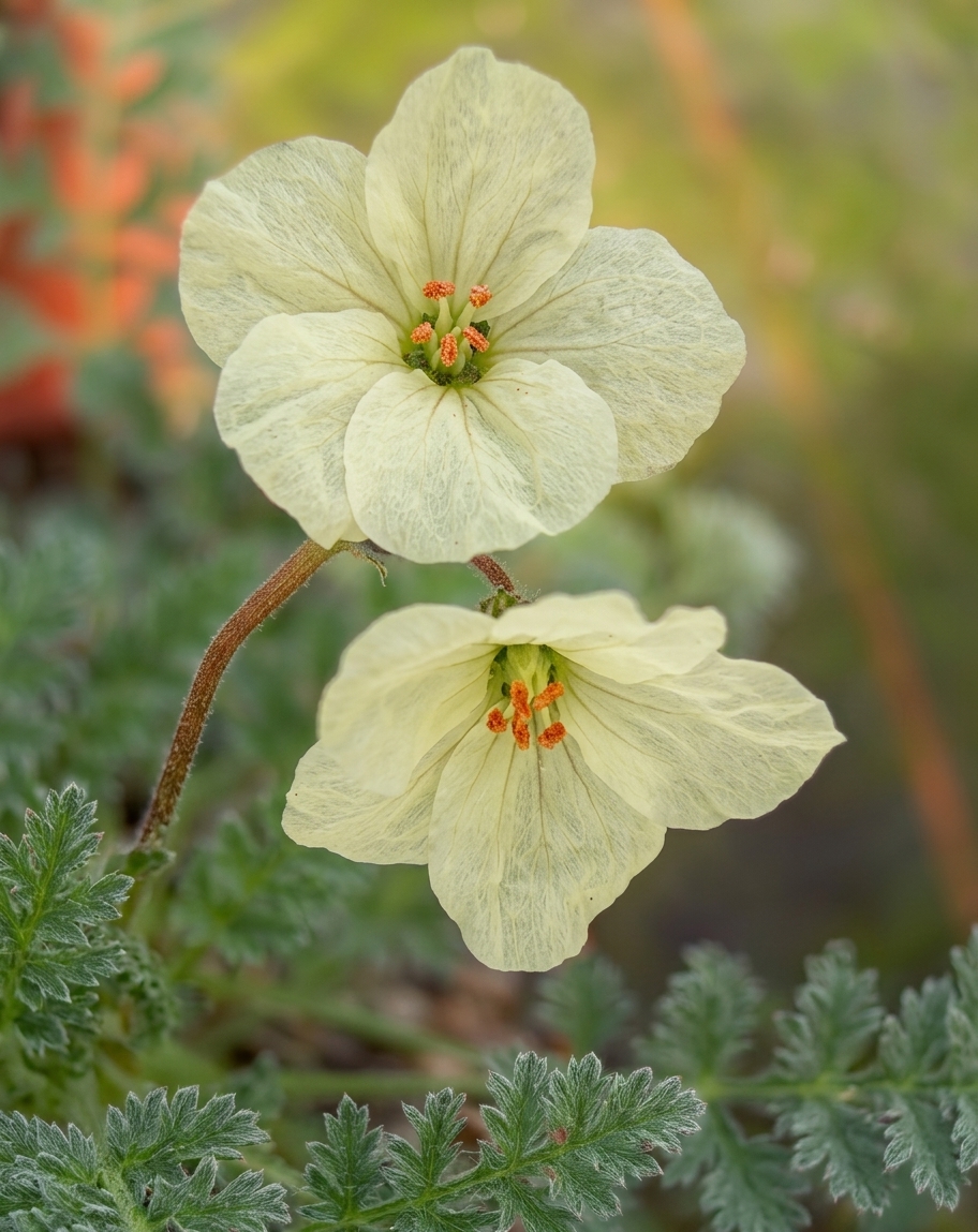 Erodium chrysanthum 